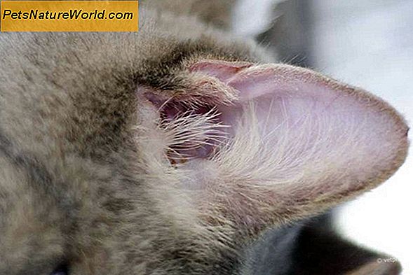 ÄUßere Ohrinfektion Symptome bei Katzen