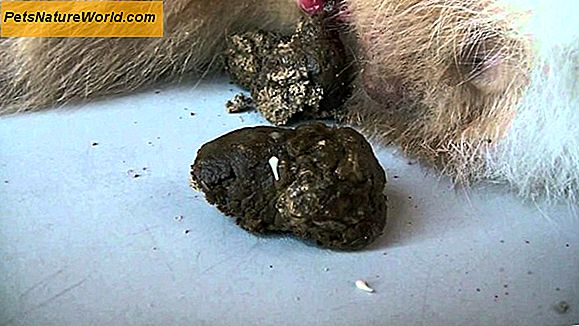 Feline Tapeworm Diagnose