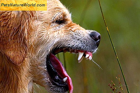 Hund Jahre: Bestimmung der tatsächlichen Alter Ihres Hundes