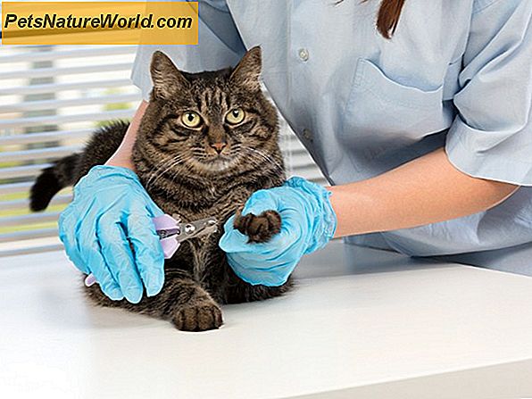 äLtere Katze Gesundheitsprobleme