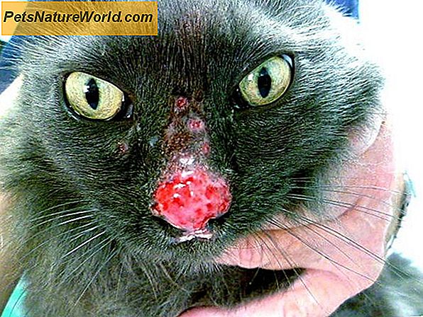 Cat Dander Allergie Behandlung