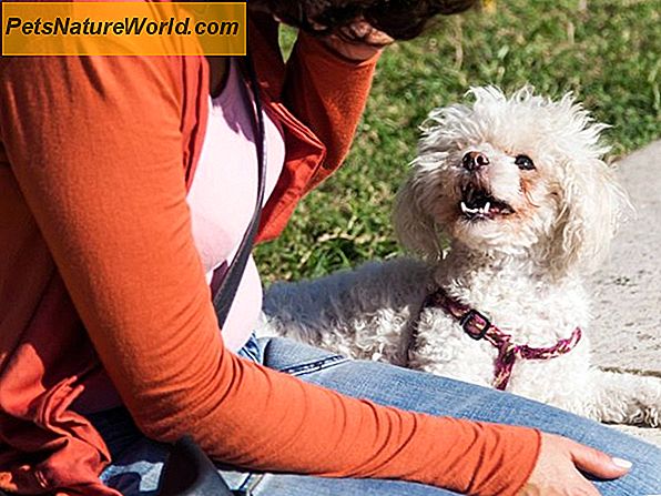 Diagnose einer Hundeallergie mit einem intradermalen Hauttest