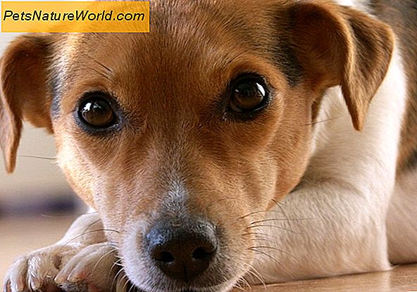 Hund Allergien und Augenprobleme: Diagnose und Behandlung