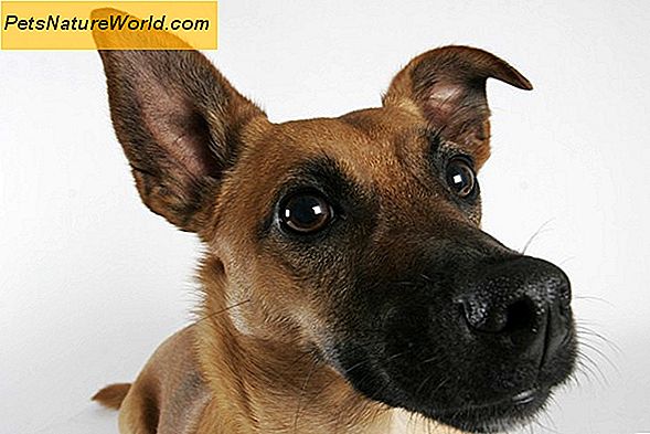 Hund Allergien Behandlung mit Methylprednisolon