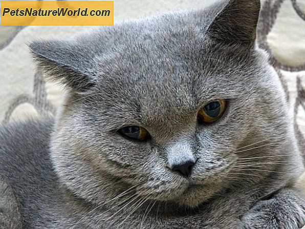Ist eine Kurzhaar-Katze besser für Allergiker geeignet?