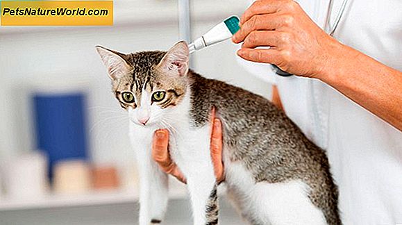 Allergien gegen Katzen- und Hundeschmerzen