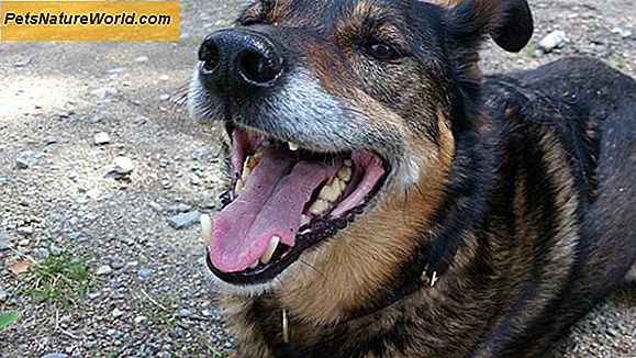 Hunde Arthritis Behandlung mit Chondroitin