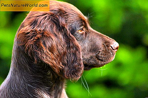 Gelenkerkrankung bei Hunden erklärt