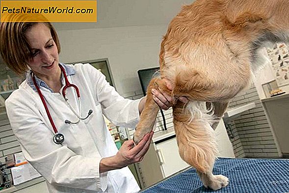 Ursachen von Arthritis bei Hunden