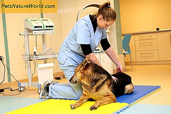 Degenerative Bandscheibenerkrankungen bei Hunden
