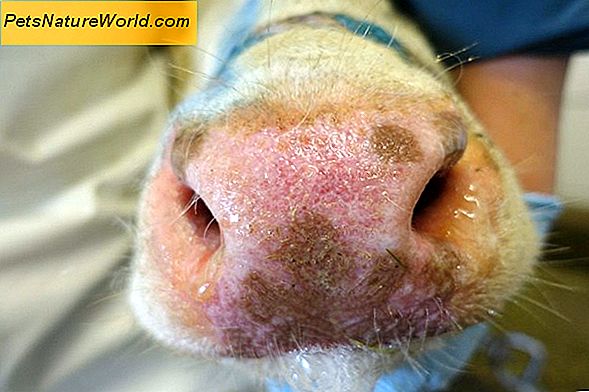 Diagnose einer Nasenausfluss bei Hunden