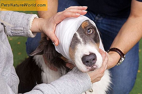 Hund Wirbelsäulenverletzung Behandlung