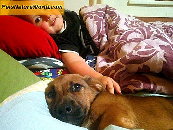 Aggressive Hunde und Kinder: 7 Sicherheitstipps