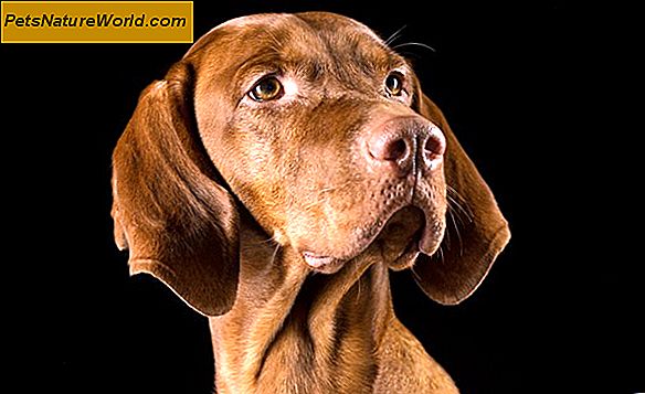 Diagnose Hund Schilddrüsenprobleme