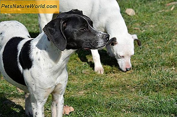 Hunde- und Welpenverhalten Unterschiede beim Hundealter