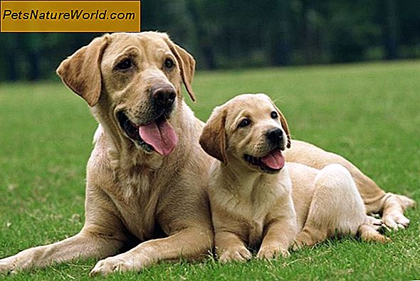 Labrador Hunde Training Tipps