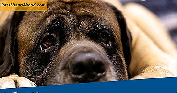 Chemotherapie für Hunde mit Krebs