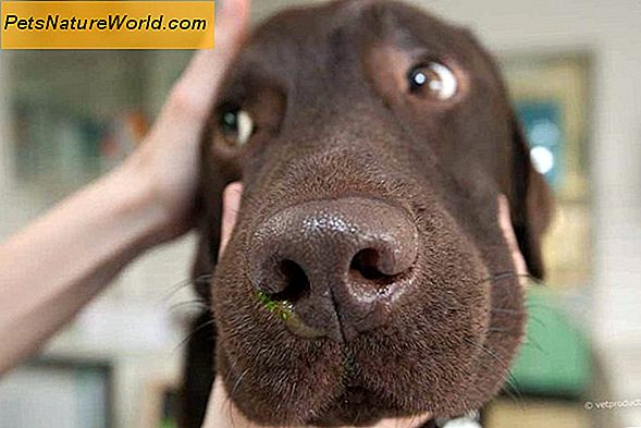 Hunde Nasenbluten Pflege