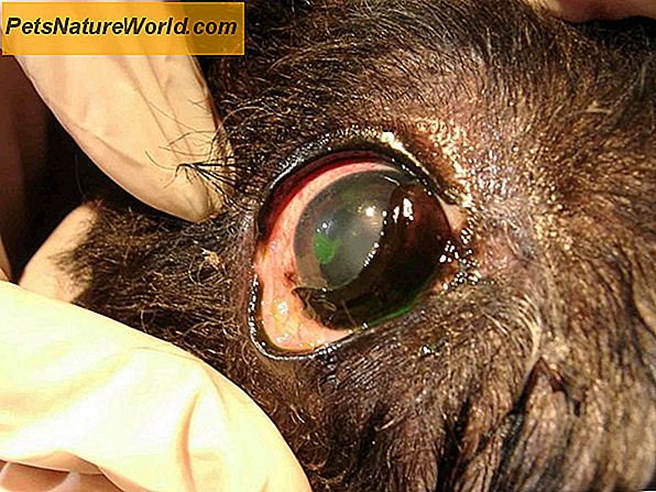 Augenkrebs bei Hunden