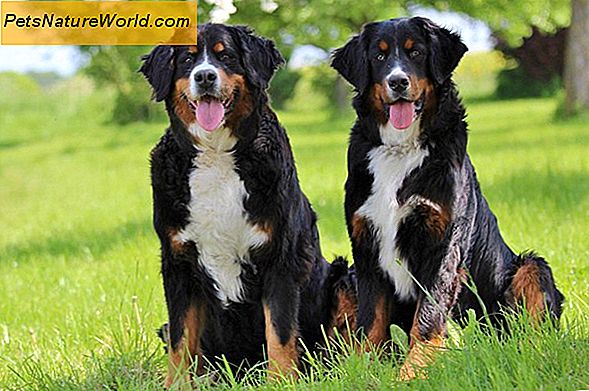 Histiozytäres Sarkom bei Hunden