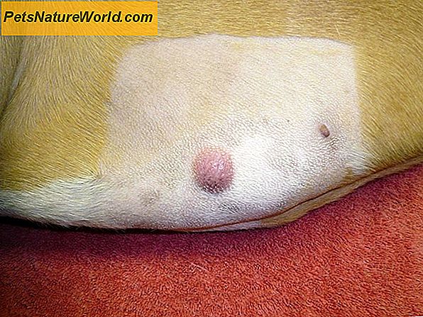 Identifizierung von Mastzelltumoren bei Hunden: 7 sichtbare Zeichen