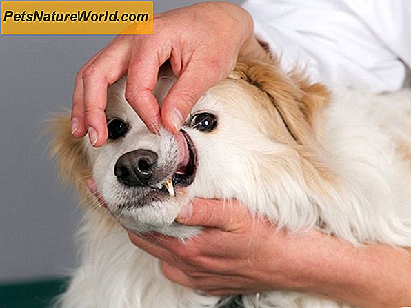 Parodontitis bei Hunden