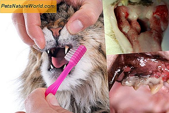Sollten Sie die Zähne Ihrer Katze putzen?