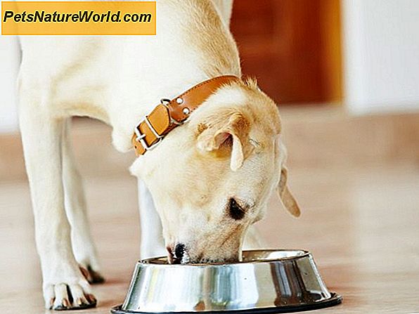 Hunde Diät Empfehlungen für den Gewichtsverlust von Hunden