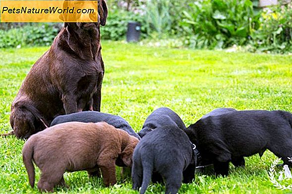 Hunde Gewichtsmanagement Tipps für die Fütterung eines Welpen