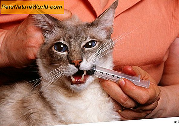 Was ist bei einer Katze zu beachten Flohmedizin