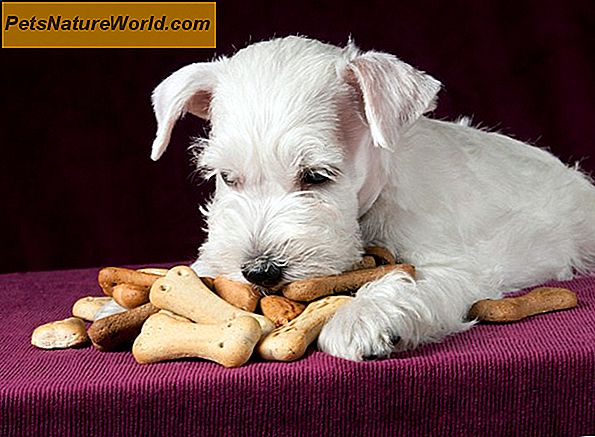 Hunde Jerky Treats für Hunde mit empfindlichem Magen