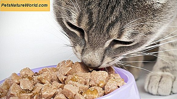 Fütterung einer Katze rohes Fleisch sicher