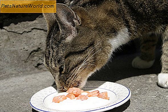Fütterung von Katzen Rohes Fleisch