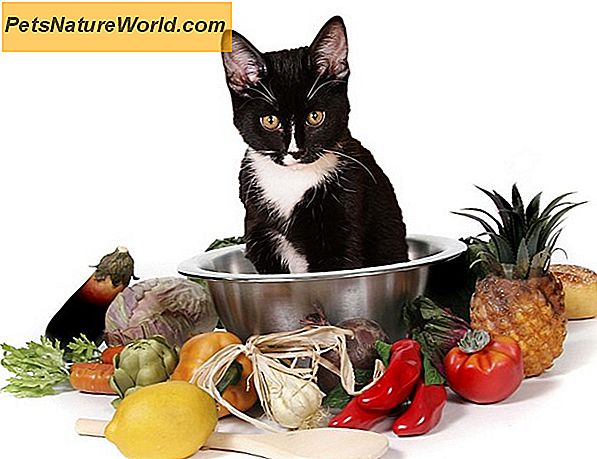 Formule di dieta veterinaria felina