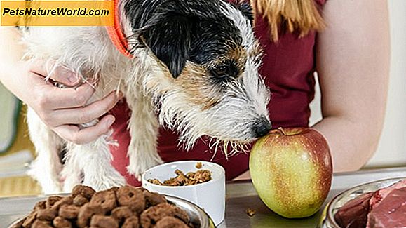 Gesunde Hunde: Tierärztliche Beratung zu Ernährung und Ernährung