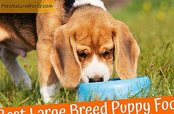 Large Breed Puppy Food