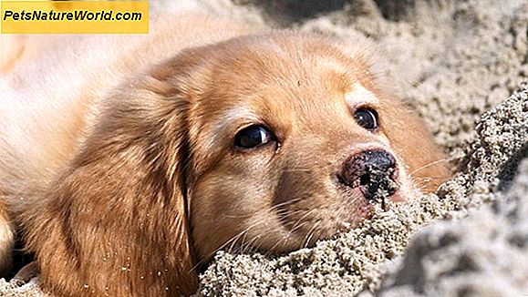 Was ist das beste Golden Retriever Hundefutter?