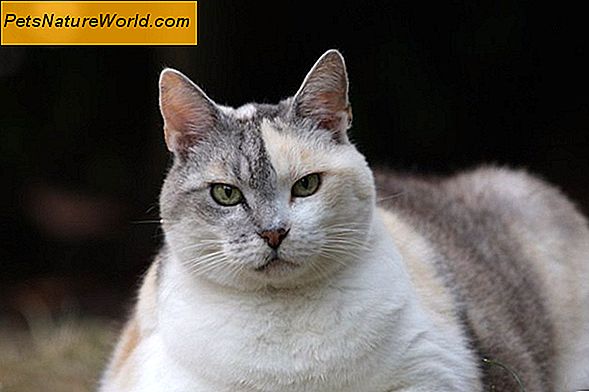 Was macht eine Katze übergewichtig? 11 Faktoren