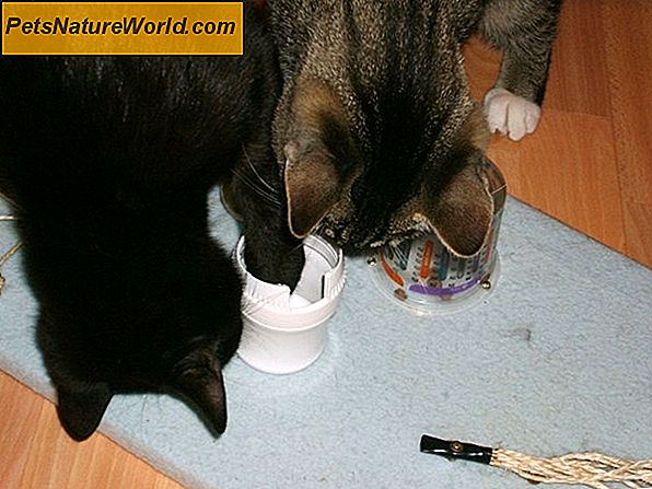 Kann Joghurt eine Katze mit Durchfall behandeln?