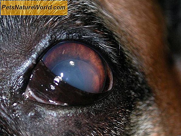 Symptome von Augenkrankheiten bei gewöhnlichen Hunden