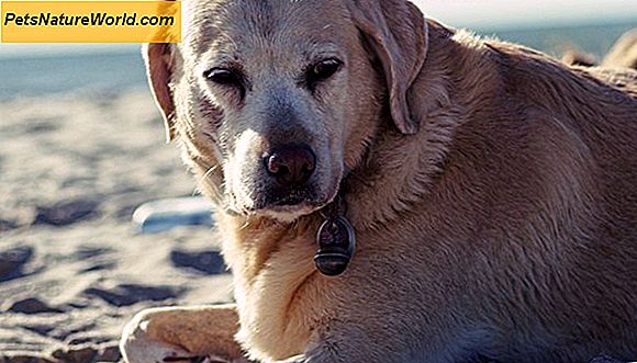 Behandlung von Blähungen bei Hunden: 4 hilfreiche Tipps