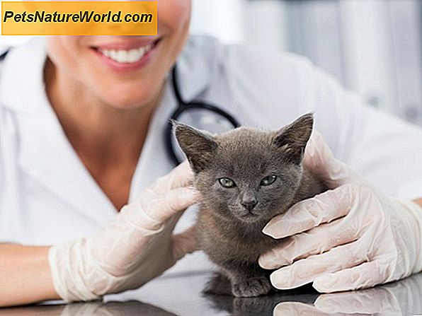 Behandlung von Gastritis bei Katzen mit Metoclopramid (Reglan)