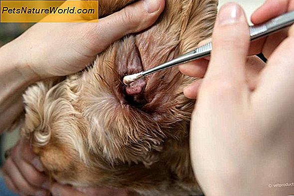 Hund Tollwut: eine schwere und ansteckende Krankheit
