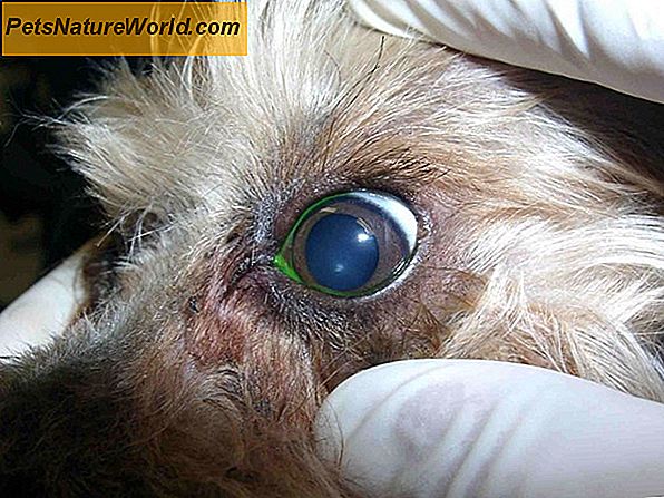 Diagnose eines Hundes Ohr Hefe-Infektion
