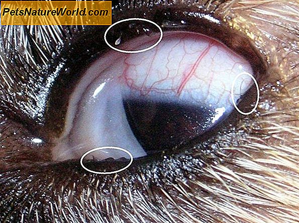 Distichiasis bei Hunden: Irritation durch Wimpern