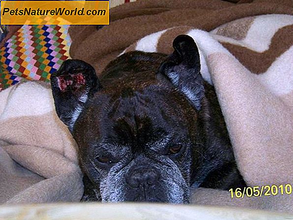 Hund Ohr Hämatom Behandlung erklärt