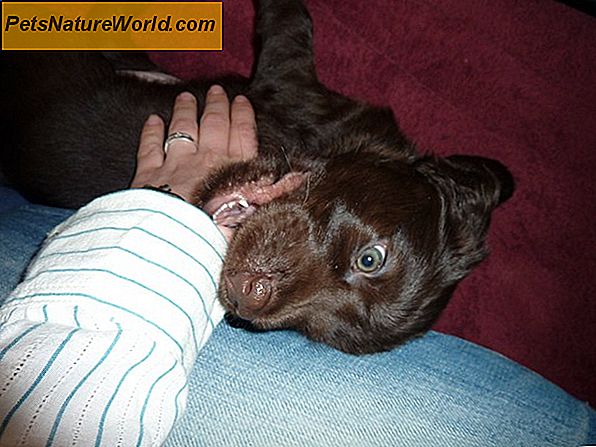 Behandlung von Hundebissverletzungen bei Hunden