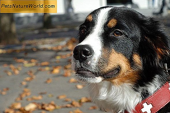 Verabreichen von Augentropfen für Hunde