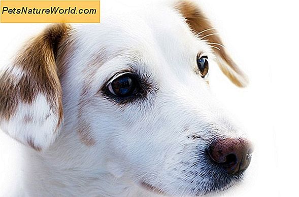 Canine Cataract Surgery vs medisinsk behandling