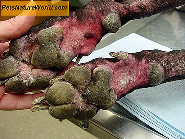 Kačių odos bėrimas Gydymas Triamcinolone